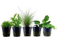 Live Aquarium Plants